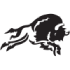 Salish Kootenai Bison